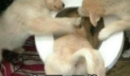 二狗爆料生活视频大全下载,生活视频大全精彩瞬间大揭秘