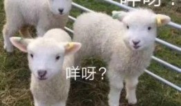 小羊没烦恼视频爆料大全,揭秘视频爆料大全精彩瞬间